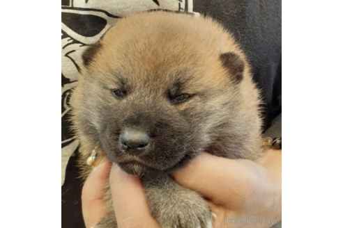 成約済の富山県の柴犬-180514の2枚目